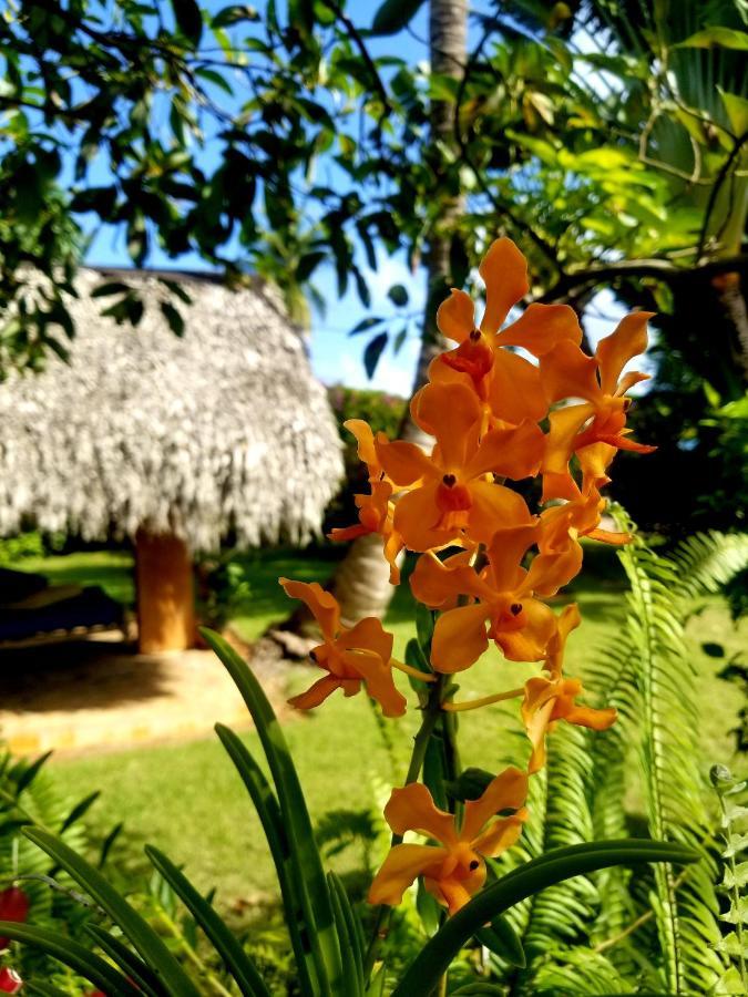 Solazul Bed & Breakfast Las Galeras Eksteriør bilde